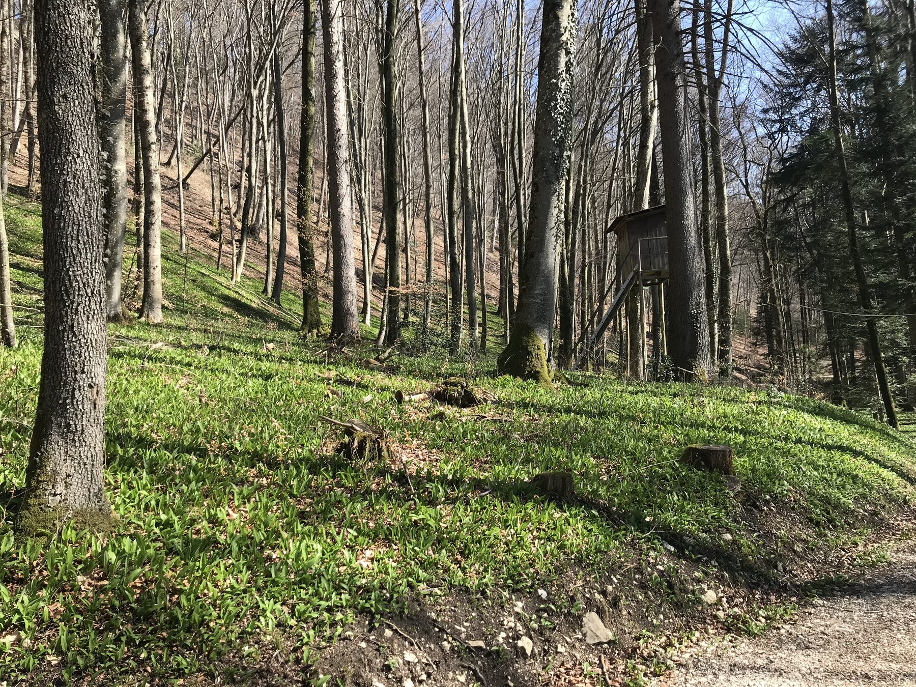 Hang mit Buchenwald und grünem Bärlauch am Boden