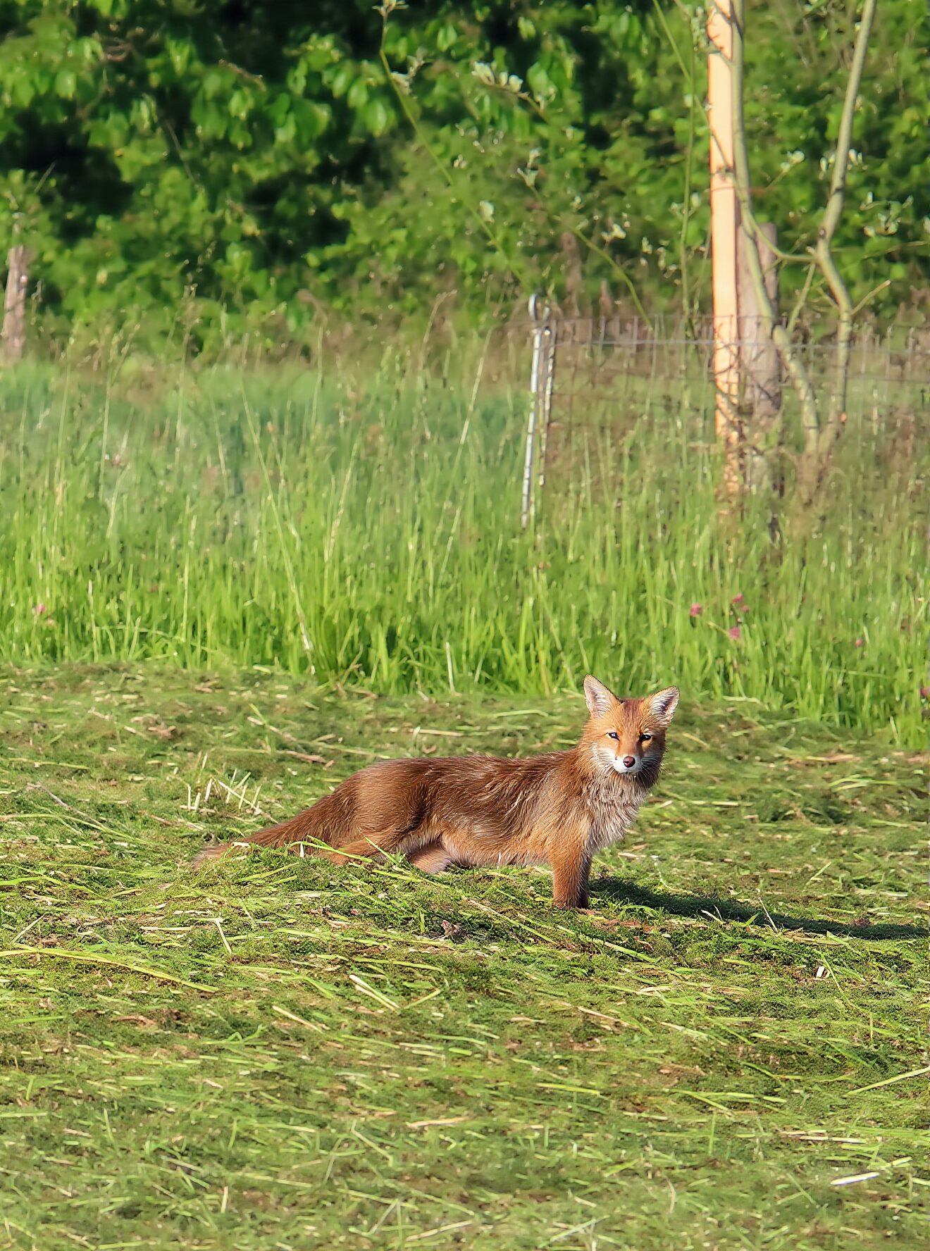 Füchsin im Gras einer frisch gemähten Wiese auf Nahrungssuche im Mettauertal