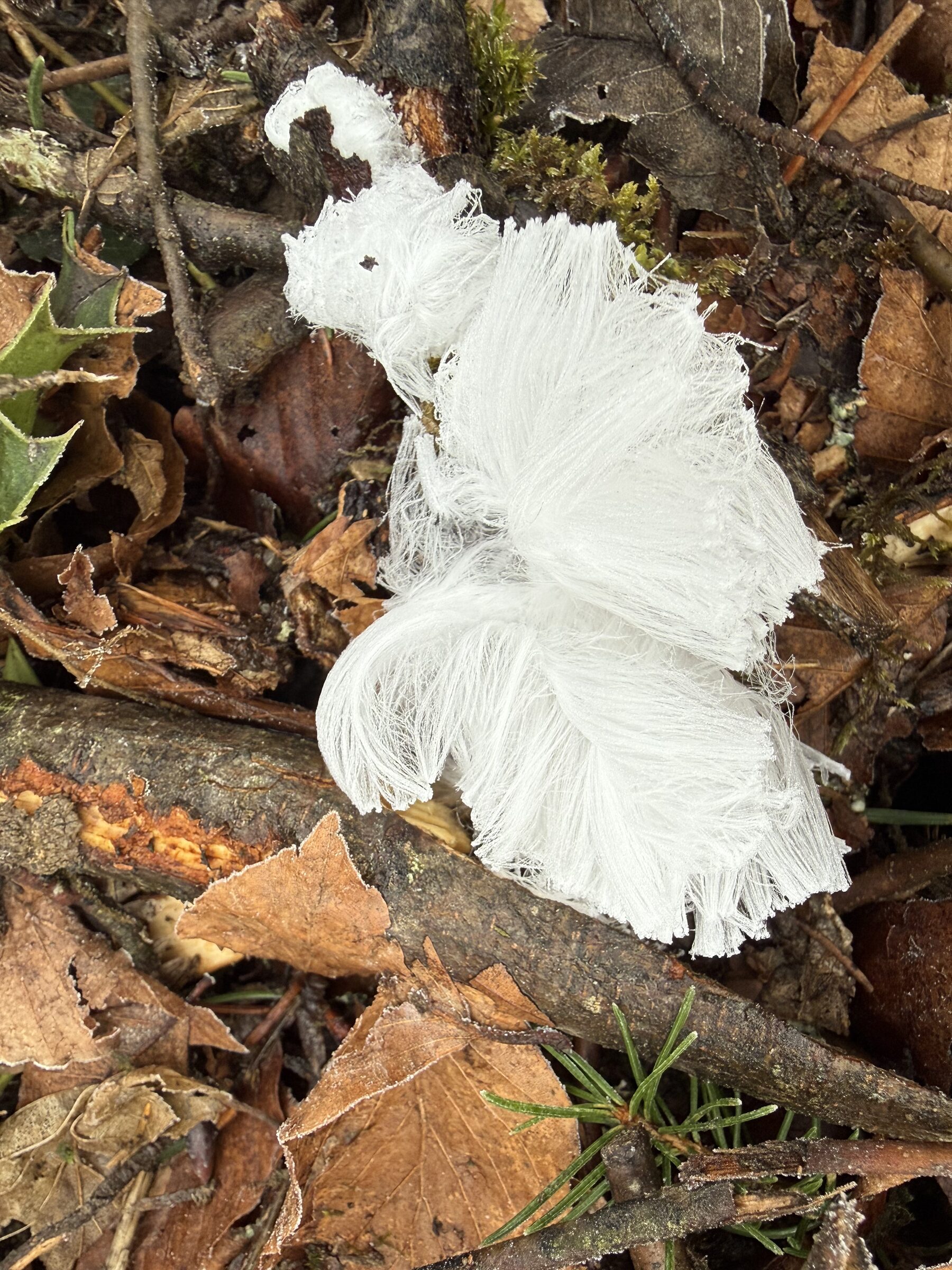 Feines watteartiges Haareis auf feuchtem abgestorbenem Holz im Wald des Mettauertals