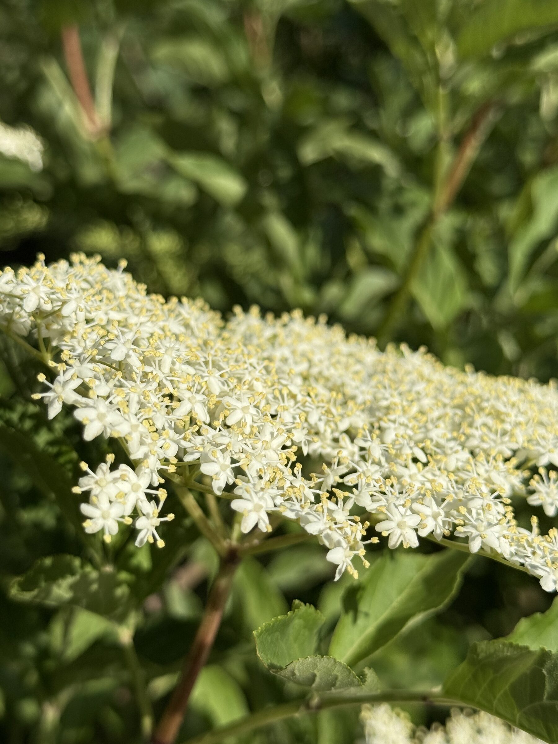 Weisse Holunderblüten stehen dicht an einem Strauch bei klarer Abendstimmung im Mai