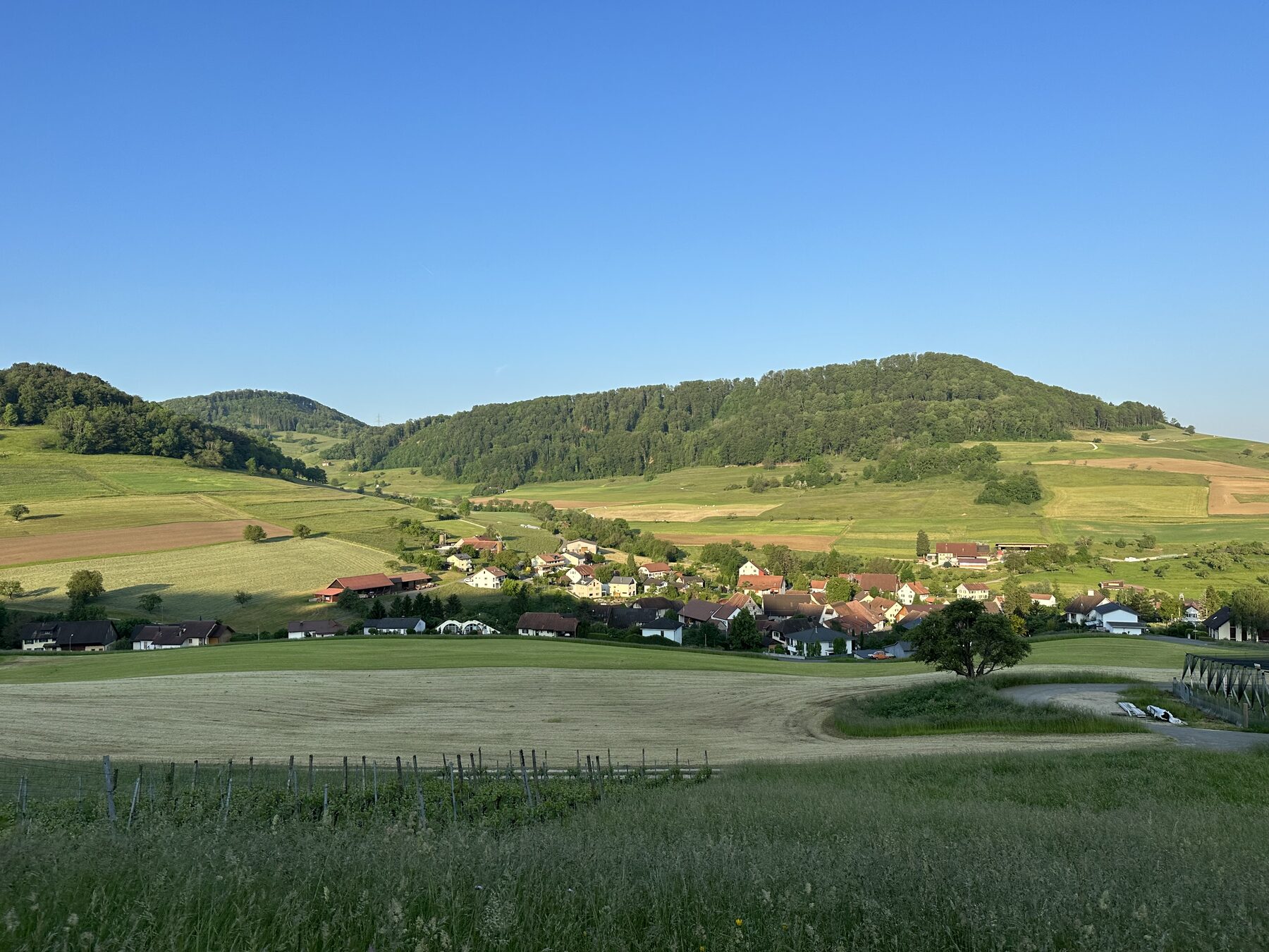 Dorf Hottwil mit Feldern, Wiesen und bewaldetem Hügel im Hintergrund unter blauem Himmel am Morgen
