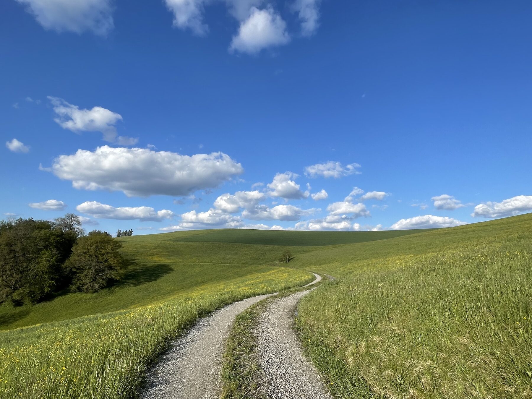Kiesweg durch grüne Wiesen mit einzelnen Laubbäumen unter einem blauen Himmel mit Quellwolken, südlich von Mettau