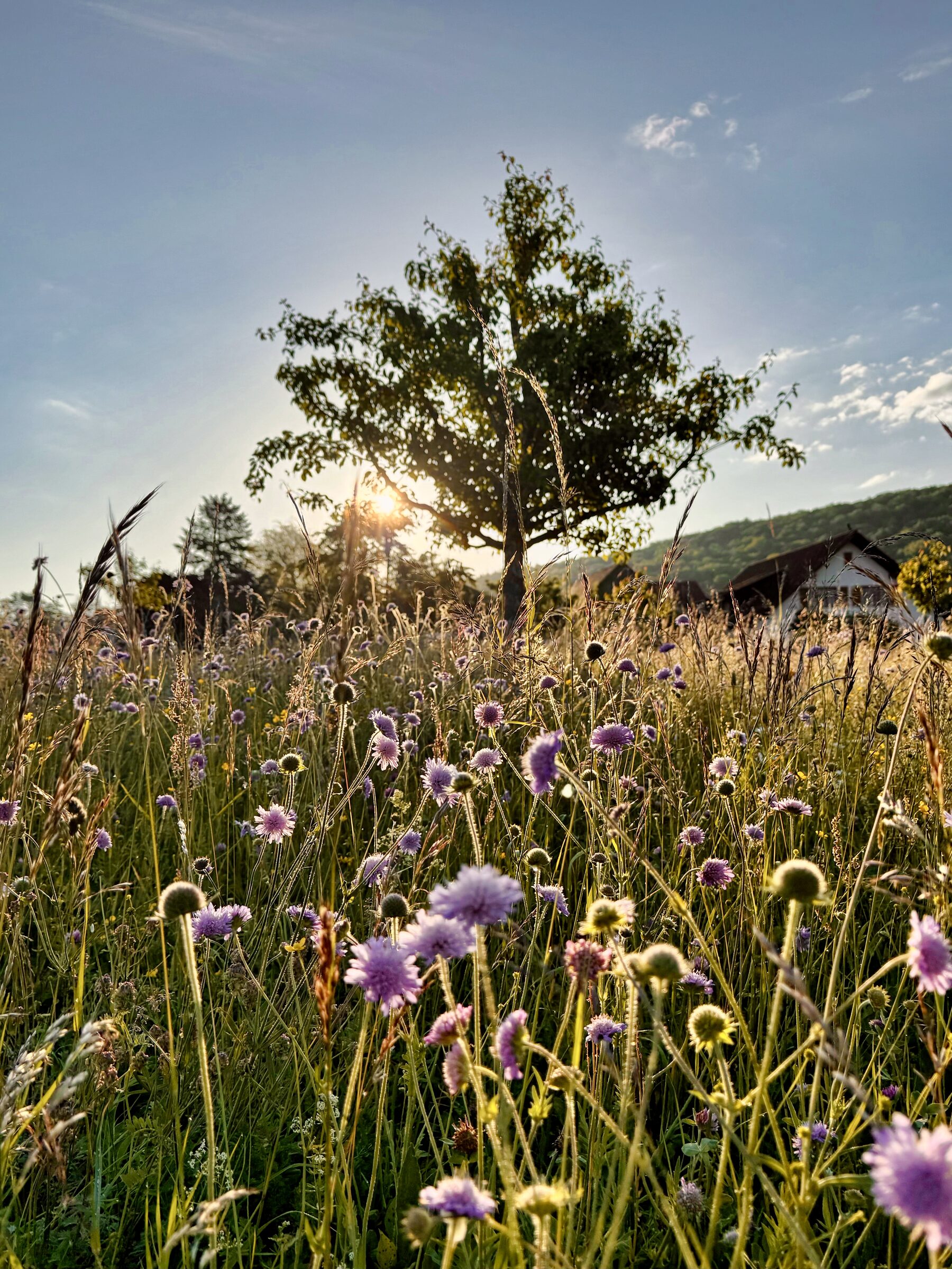 Blumenreiche Magerwiese mit verschiedenen Wildblumen und hohem Altgras auf dem Mettauerberg am Morgen