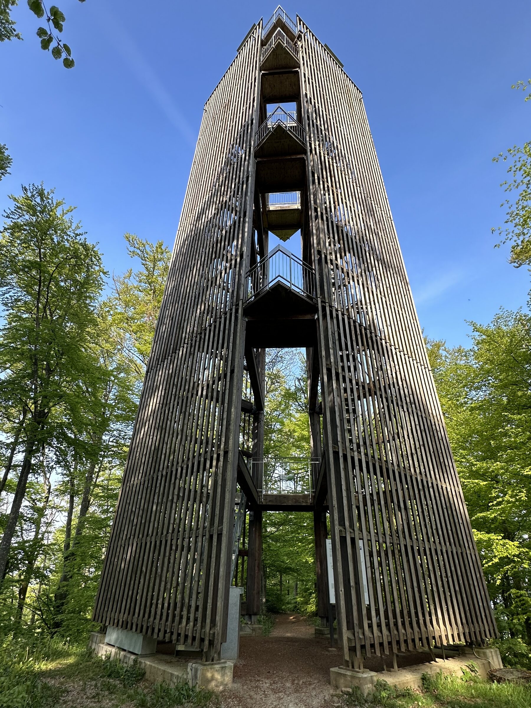 Holzturm Cheisacherturm im lichten Buchenwald auf der Grosshalde oberhalb Gansingen mit Aussichtsplattform und Geländern