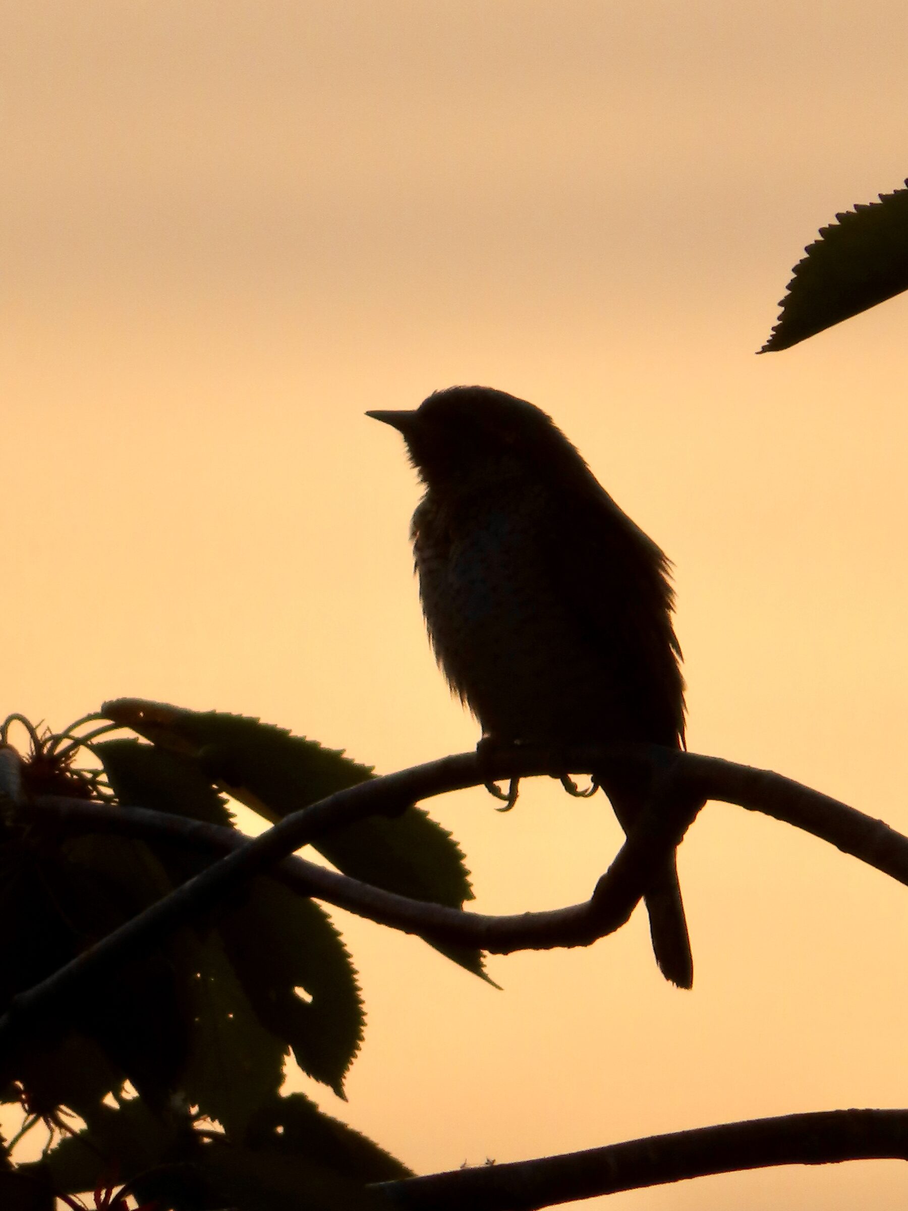 Das Bild zeigte einen Wendehals im Gegenlicht der Abendsonne auf einem Kirschbaum.