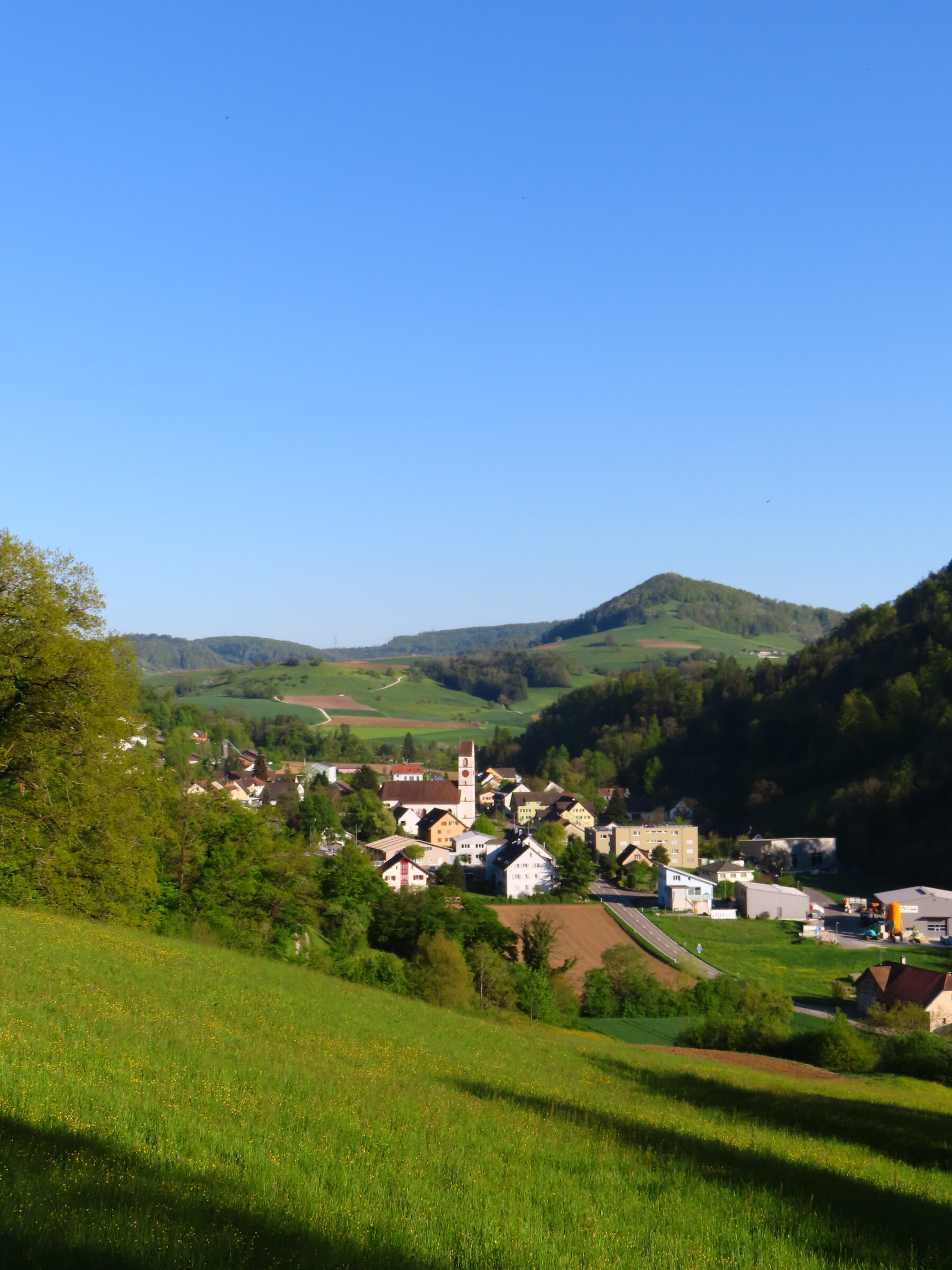 dichte grüne Waldflächen im Mettauertal im April, aufgenommen an einem ruhigen Frühlingsabend