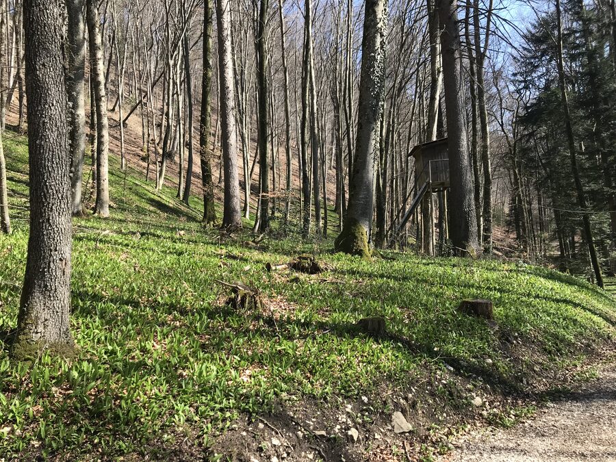 Hang mit Buchenwald und grünem Bärlauch am Boden