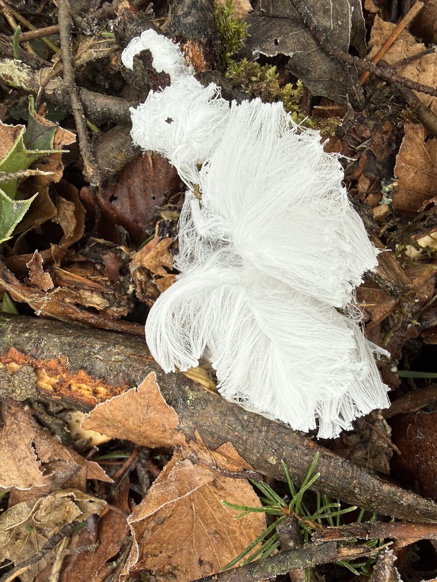 Feines watteartiges Haareis auf feuchtem abgestorbenem Holz im Wald des Mettauertals