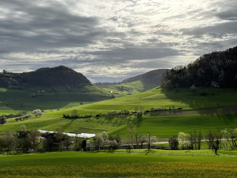 Grüne Hügel und Wiesen mit vereinzelten Bäumen und Hecken unter bewölktem Himmel im Mettauertal am Morgen